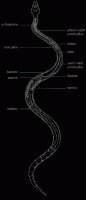 /album/anatomie-hadu/anatomie1-gif2/