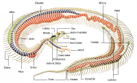 /album/anatomie-hadu/anatomie2-png/