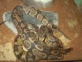 /album/python-regius/pb160801-jpg/