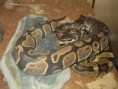 /album/python-regius/pb160800-jpg/