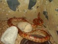 /album/elaphe-guttata/pb160795-jpg/