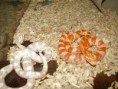 /album/elaphe-guttata-amelano/pb160777-jpg/