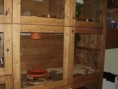 /album/moje-teraria/pa091632-jpg/