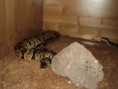 /album/python-regius/pa091631-jpg/