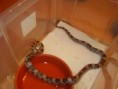 /album/elaphe-guttata-anery/pa091649-jpg/